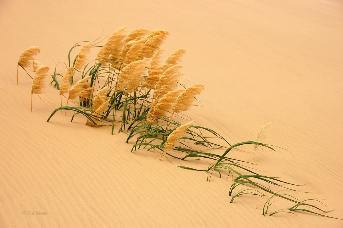 framedcanvas-print-pampas-grass-in-sand-dune-x