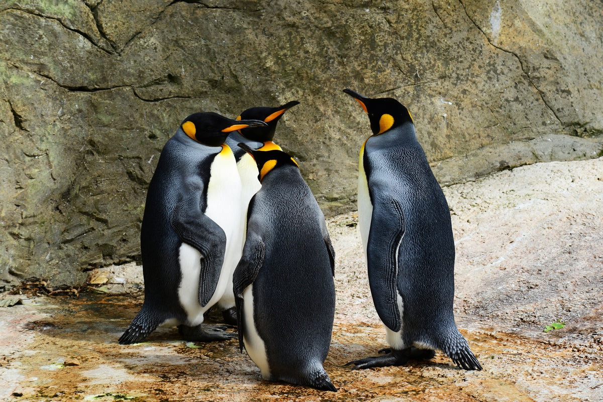 canvas-print-king-penguins