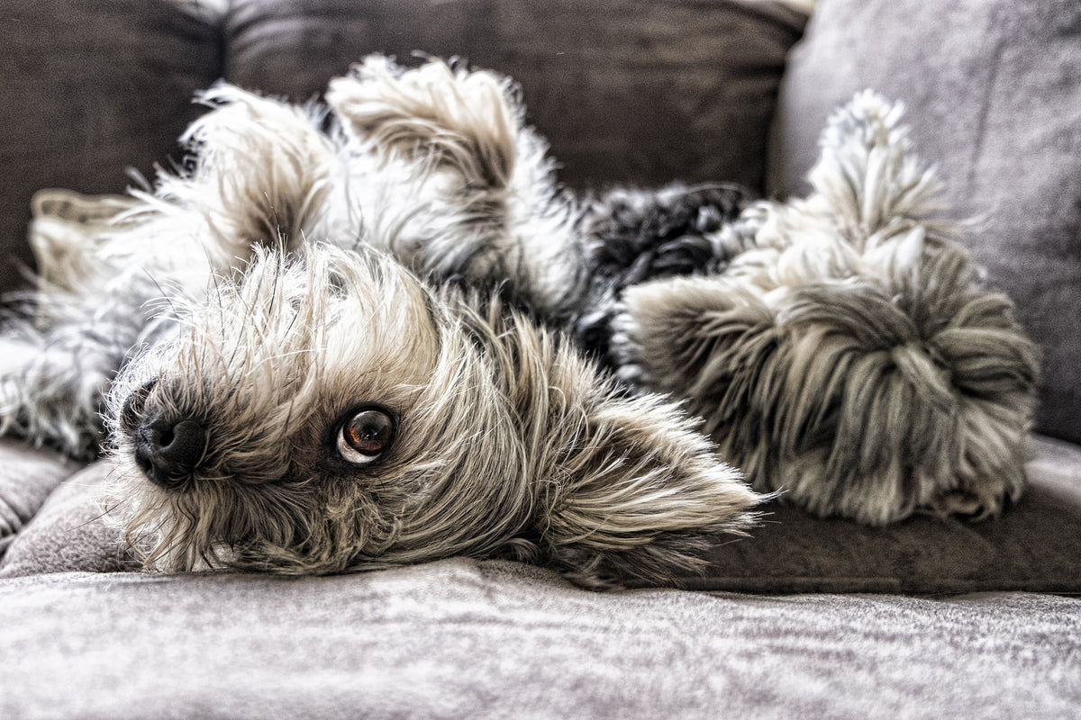 poster-print-2-cute-dogs