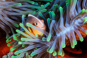 aluminium-print-clownfish