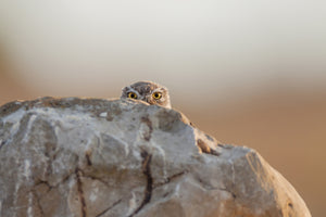 3-piece-acrylic-print-little-owl