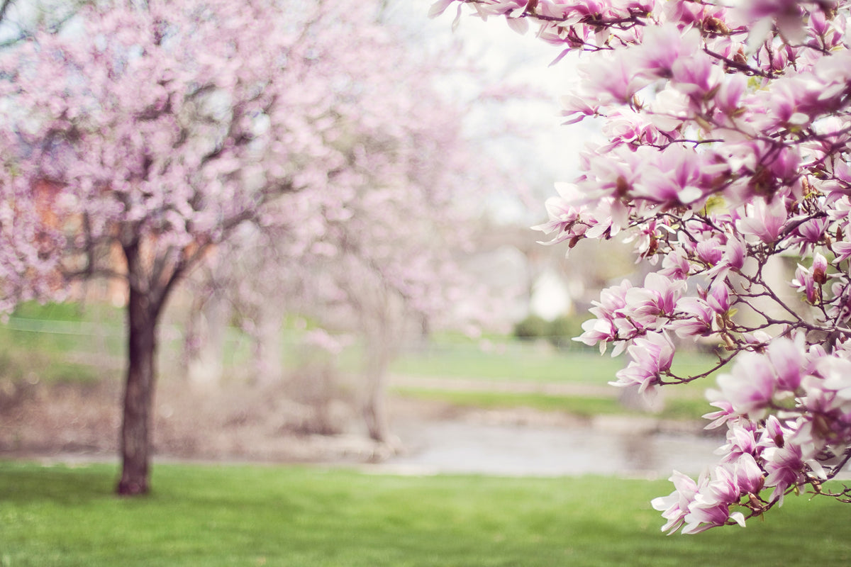 3-piece-canvas-print-beautiful-magnolias