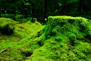 framedcanvas-print-moss-in-the-forest