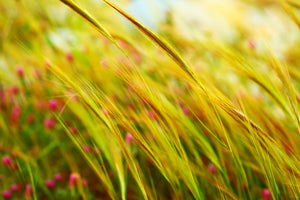 aluminium-print-the-wheat-field