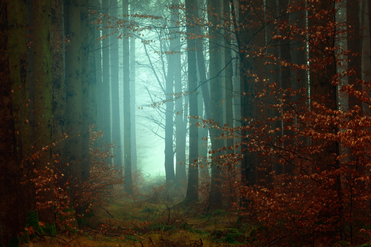 3-piece-acrylic-print-mood-in-the-forest