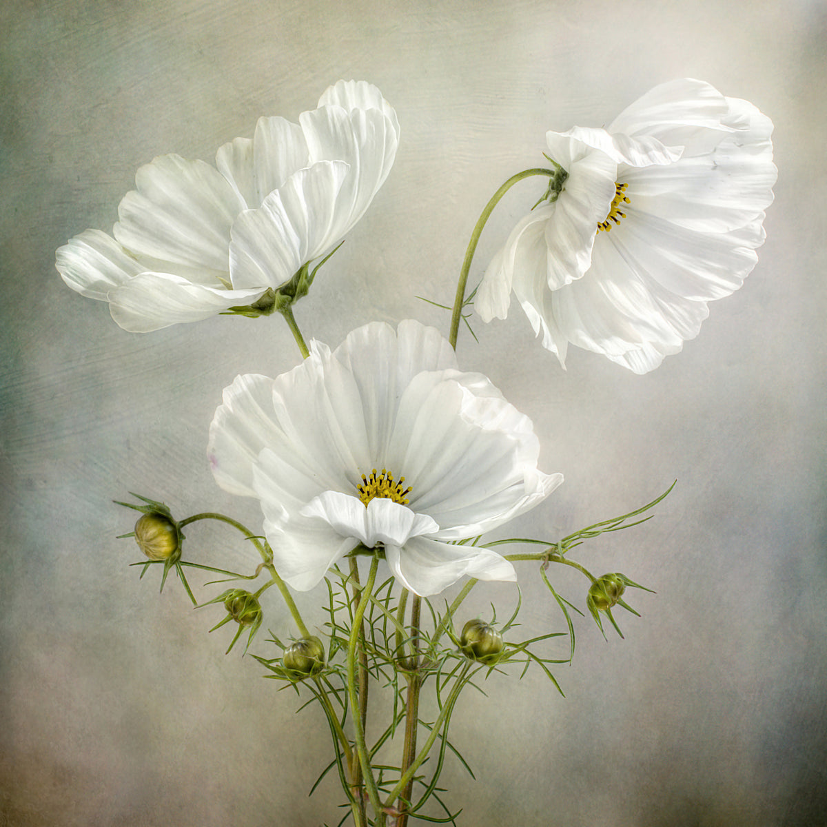 aluminium-print-cosmos-charm