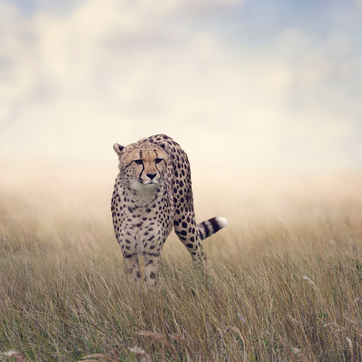 9-piece-canvas-print-the-cheetah