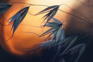 poster-print-sunset-p