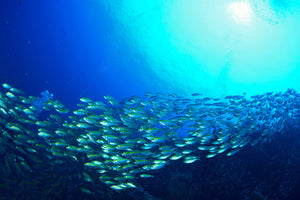 3-piece-canvas-print-shoal-of-fish