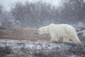 framedposter-print-let-it-snow-a