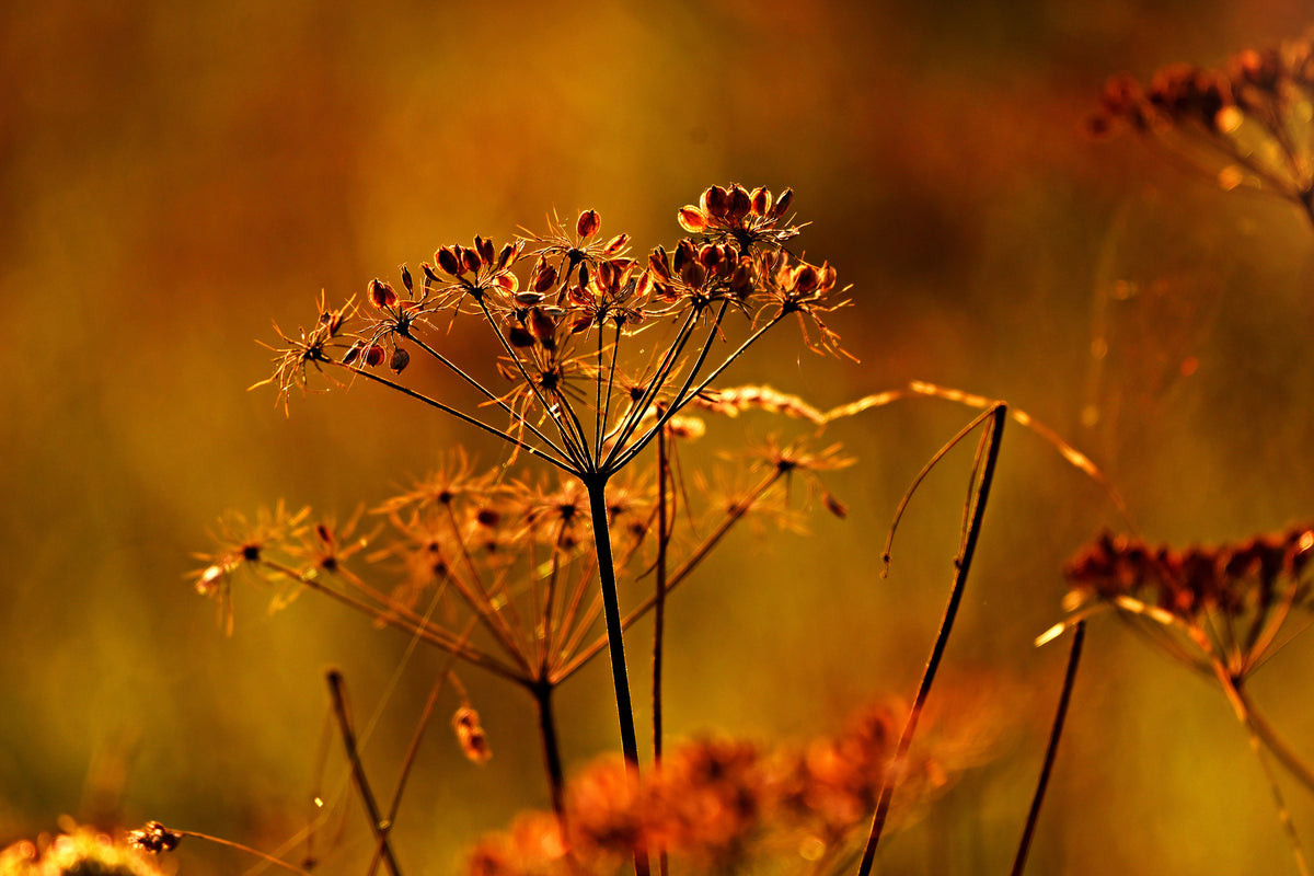 3-piece-canvas-print-seeds