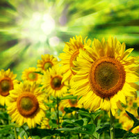 aluminium-print-the-sun-and-the-flowers