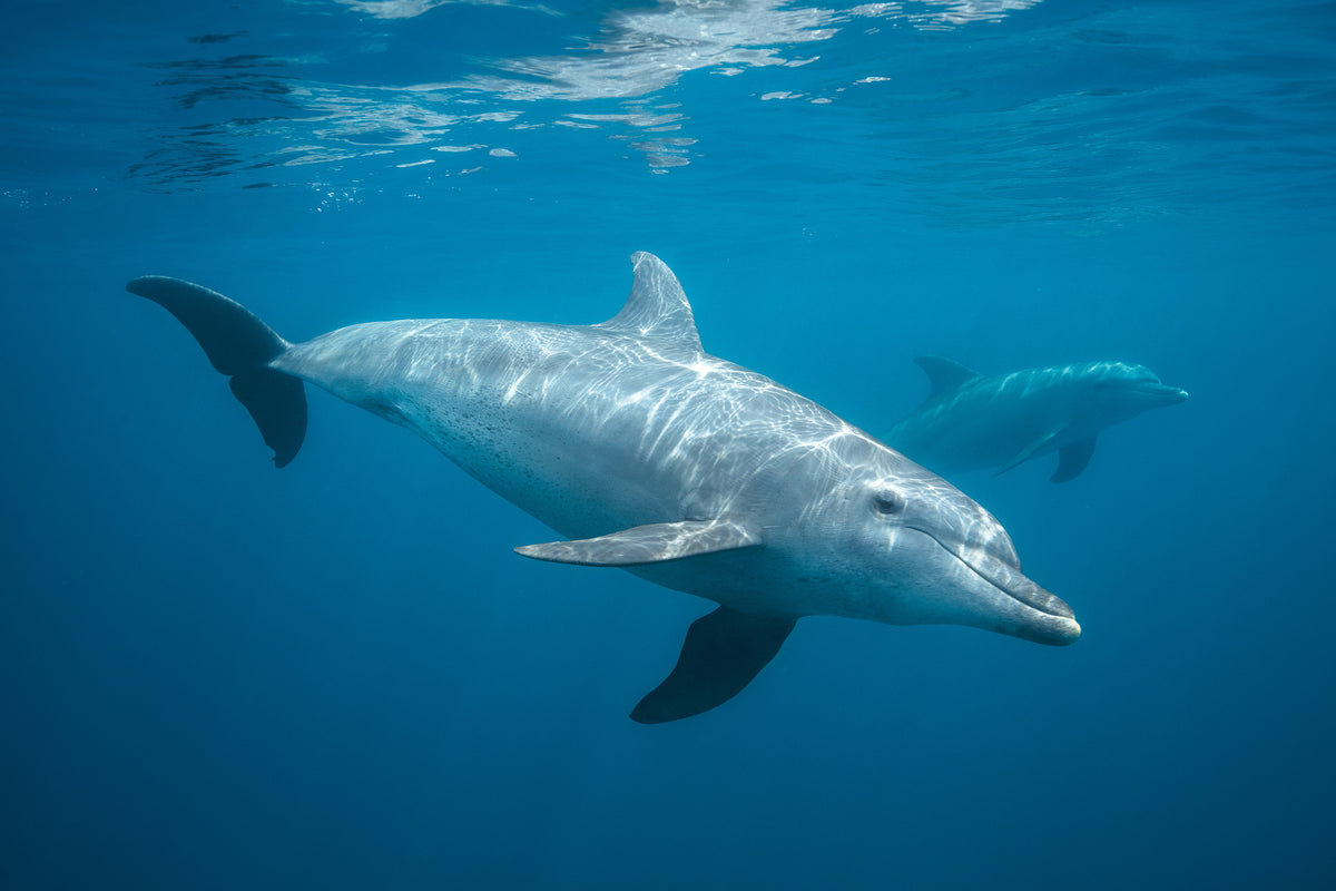 framedcanvas-print-curious-dolphin