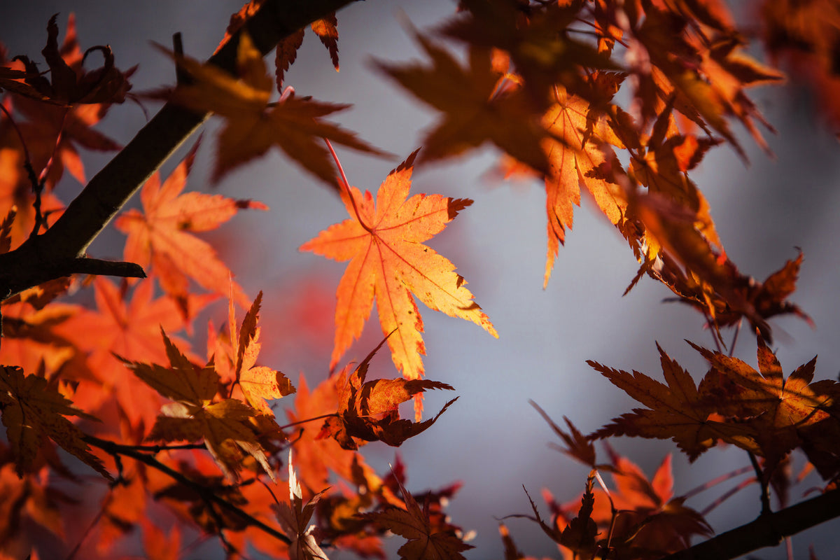 modern-3-piece-acrylic-print-maple-leaves-in-autumn