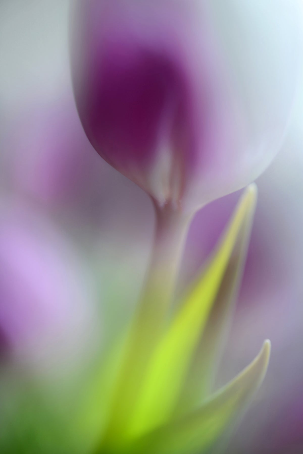 framedcanvas-print-soft-secrets