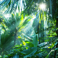 9-piece-acrylic-print-in-tropical-forest