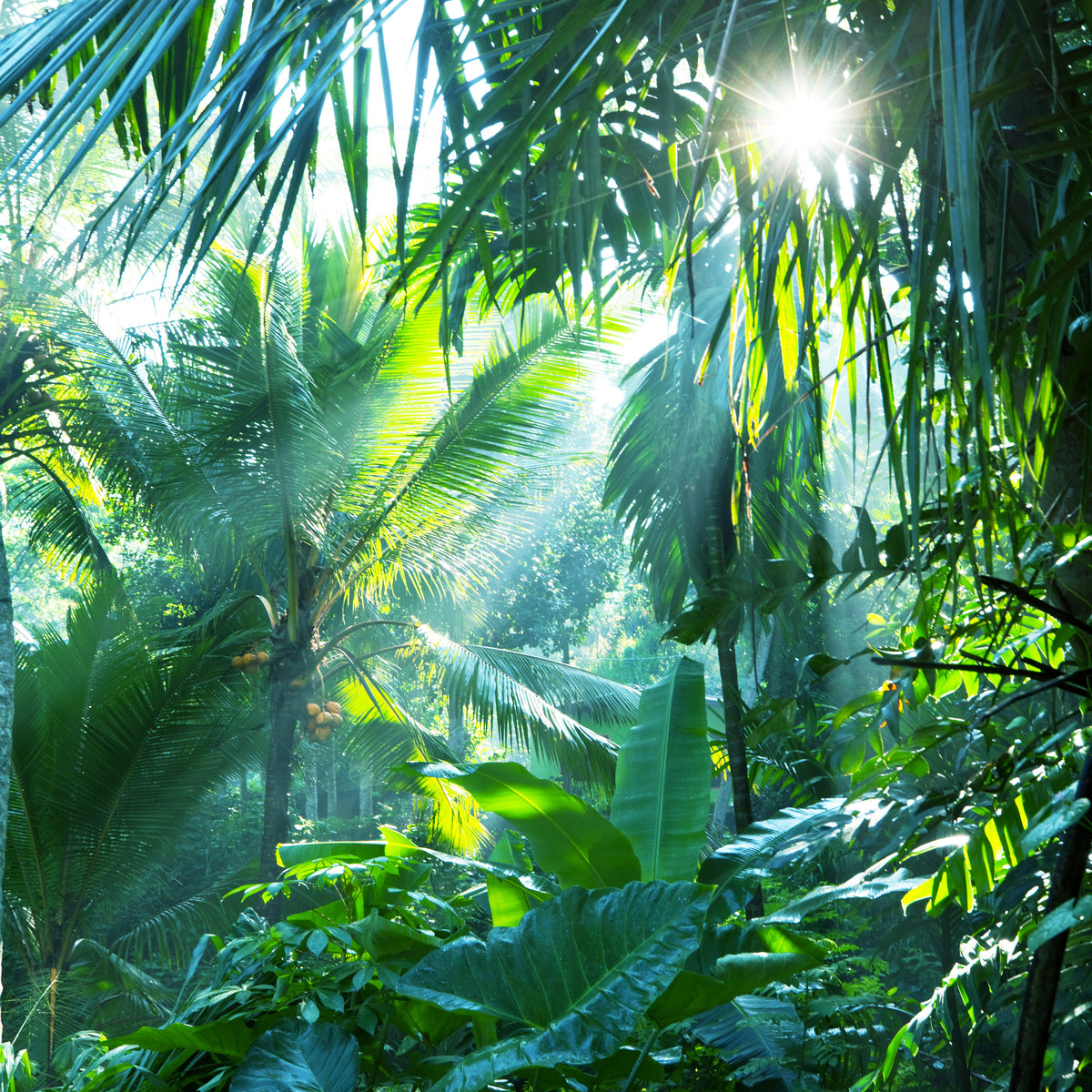 9-piece-acrylic-print-in-tropical-forest