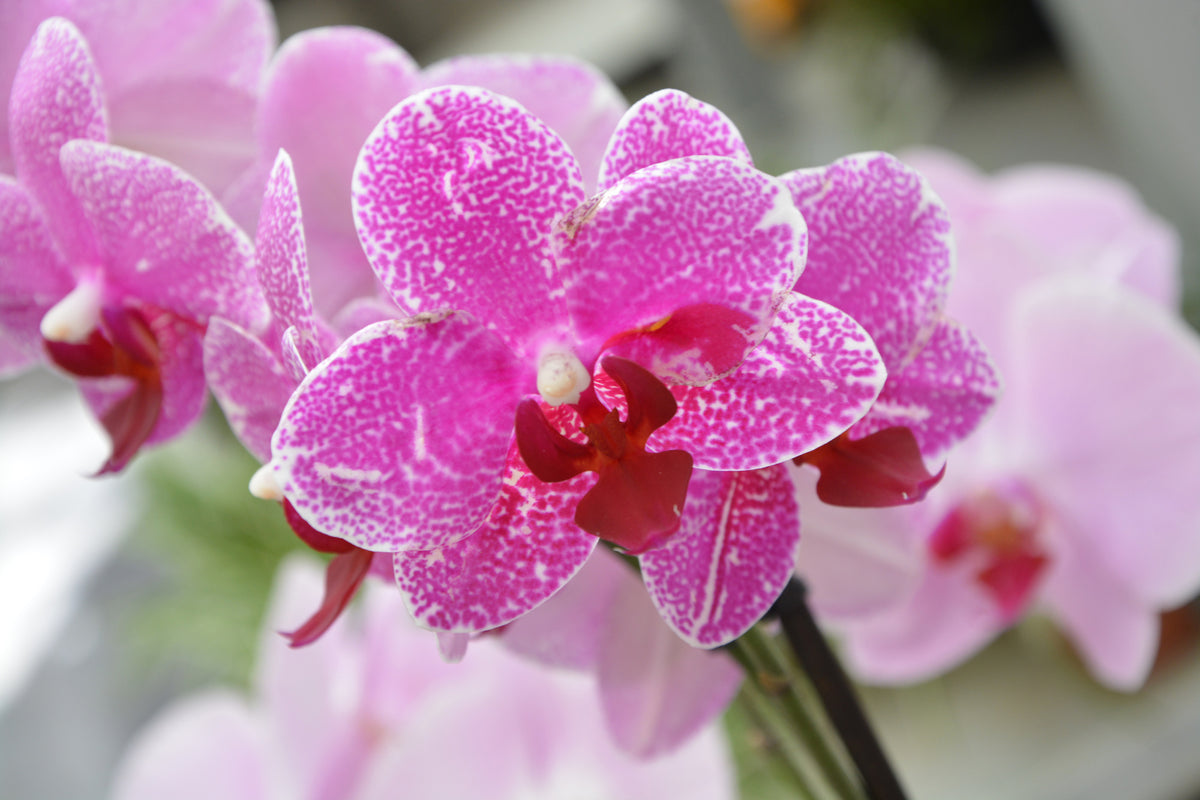 aluminium-print-purple-orchids-in-bloom