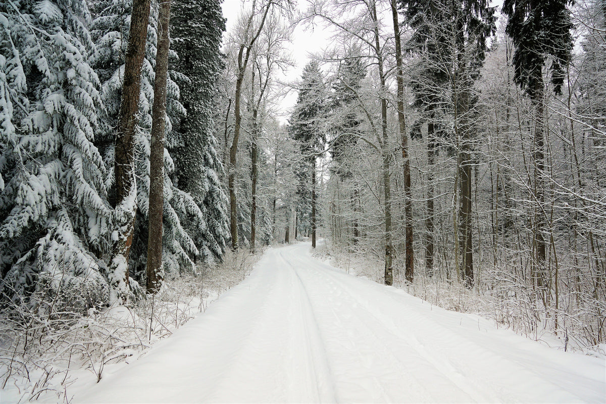 3-piece-canvas-print-snow-in-the-forest