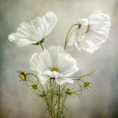 poster-print-cosmos-charm