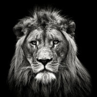 acrylic-print-young-male-lion-x