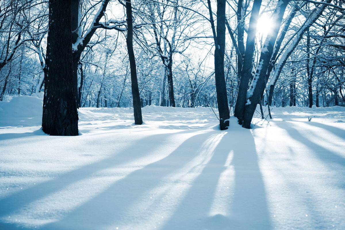 canvas-print-the-forest-without-tracks-in-the-snow