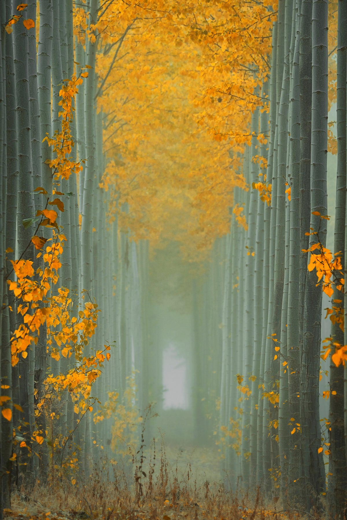framedposter-print-misty-autumn-path