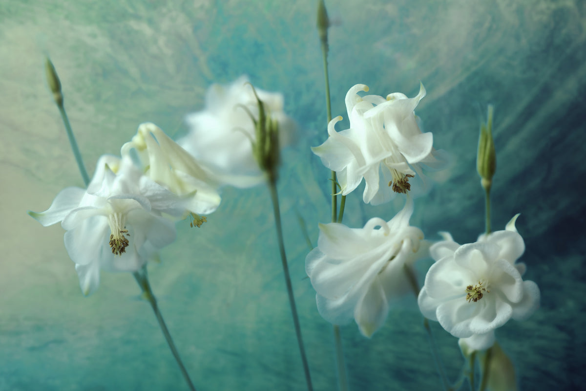 canvas-print-crowns-of-thorns-x
