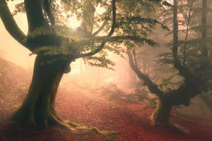 aluminium-print-fangorn-forest-x