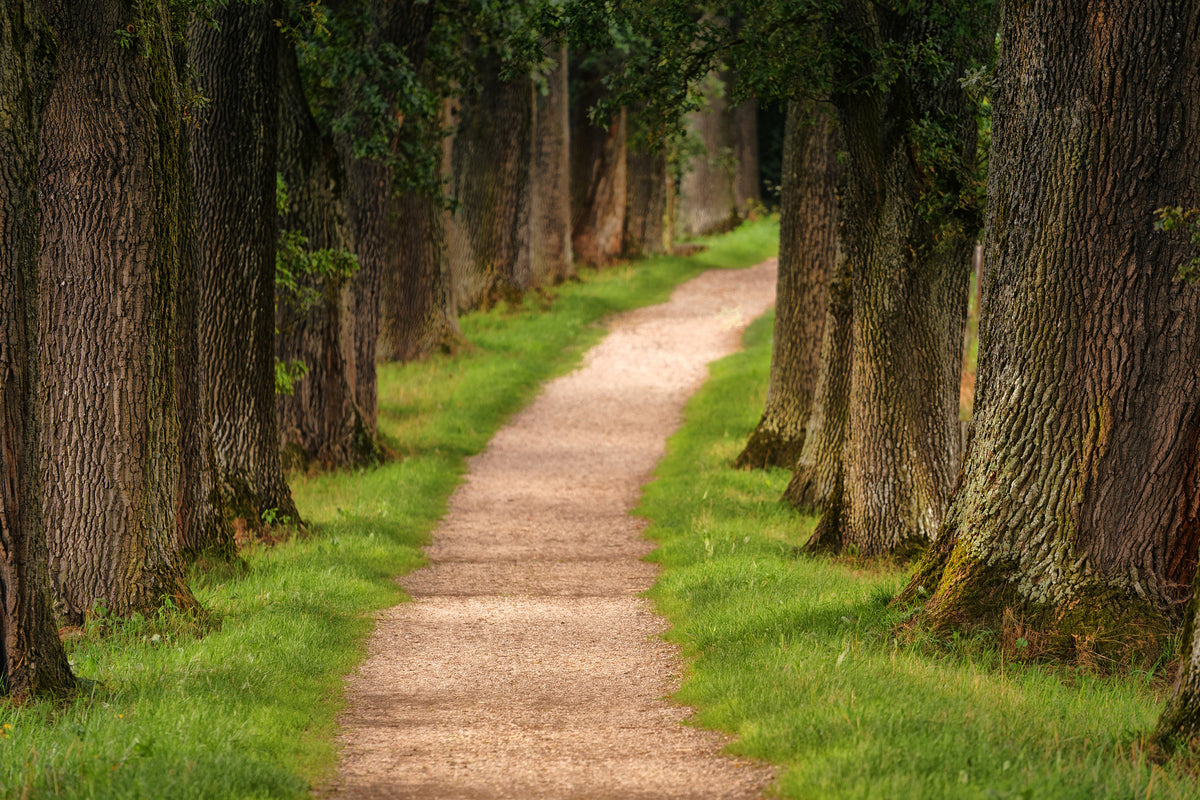 3-piece-canvas-print-a-path-in-the-forest