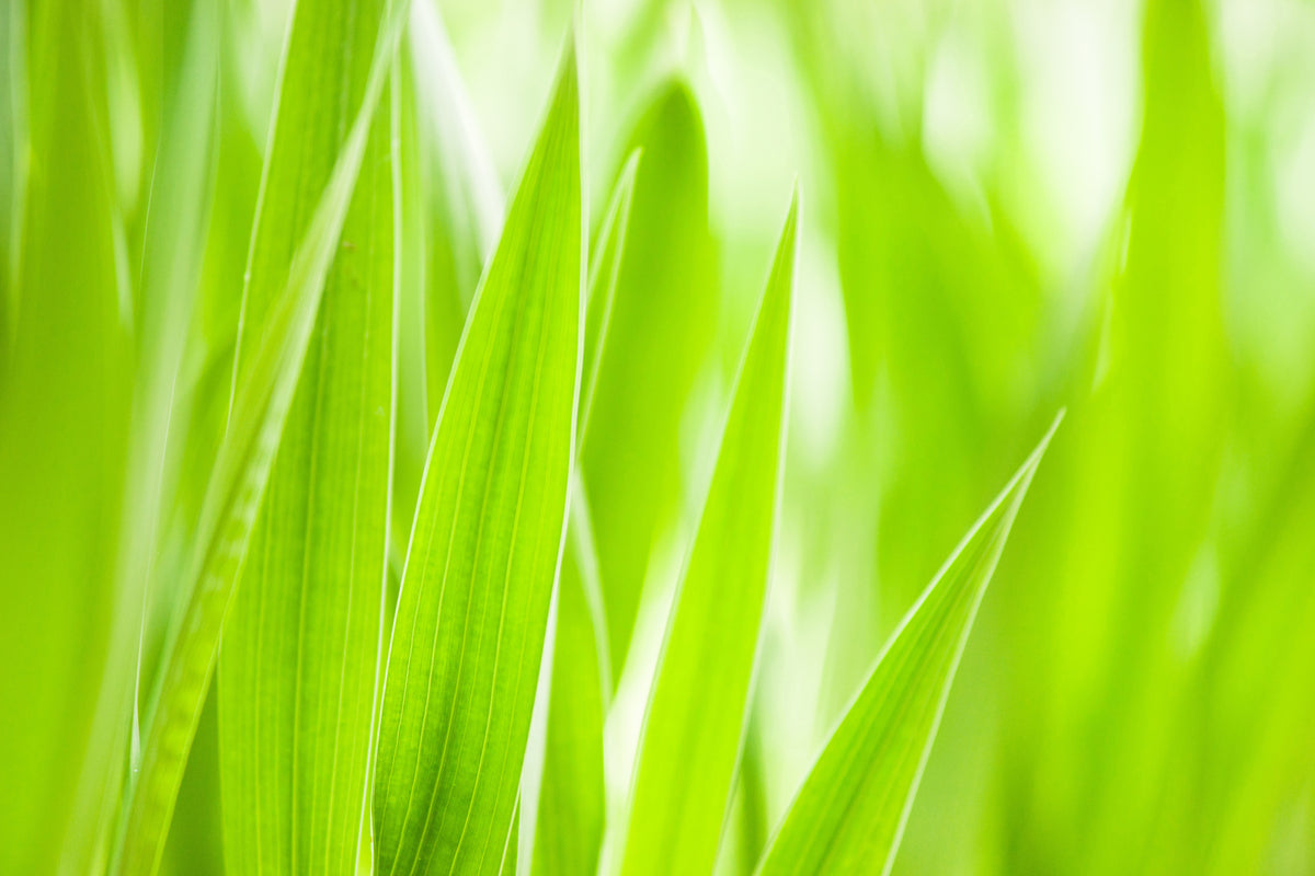 framedposter-print-grass-xxl