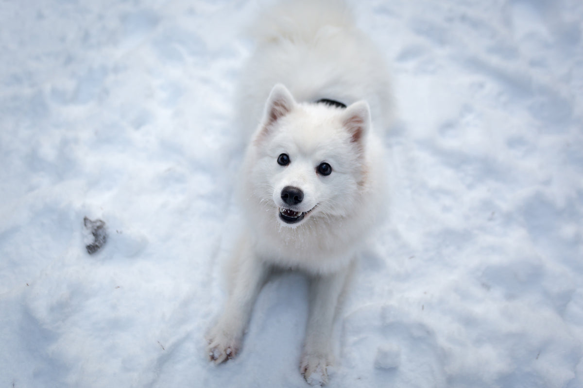 acrylic-print-dogs-joy-in-the-snow