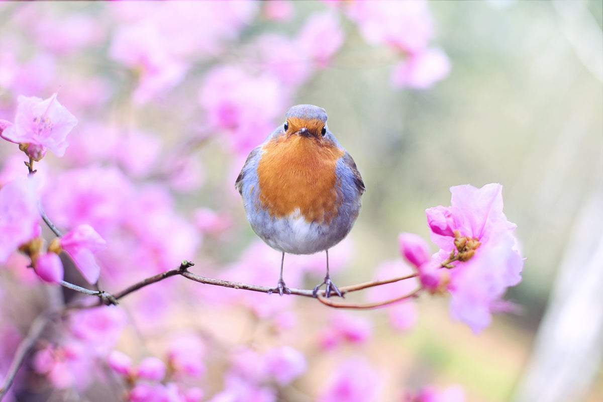 aluminium-print-spring-bird