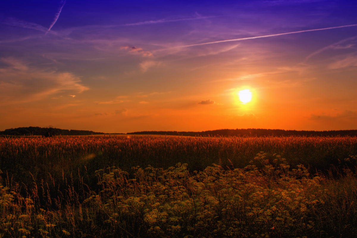 canvas-print-sunset-at-the-flower-field
