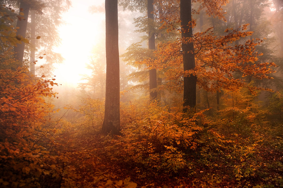 acrylic-print-autumn-xpi