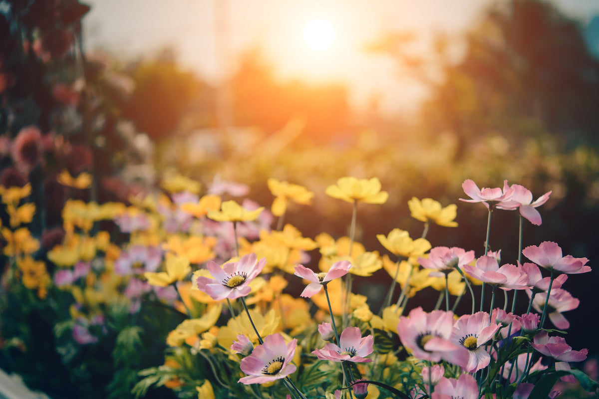framedcanvas-print-the-flowers