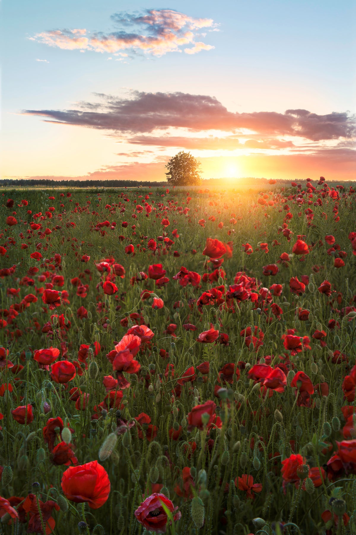 framedposter-print-poppy-fields-of-sweden
