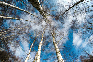 3-piece-aluminium-print-birch-crowns