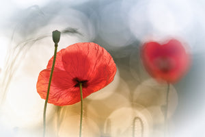 aluminium-print-morning-poppies-x