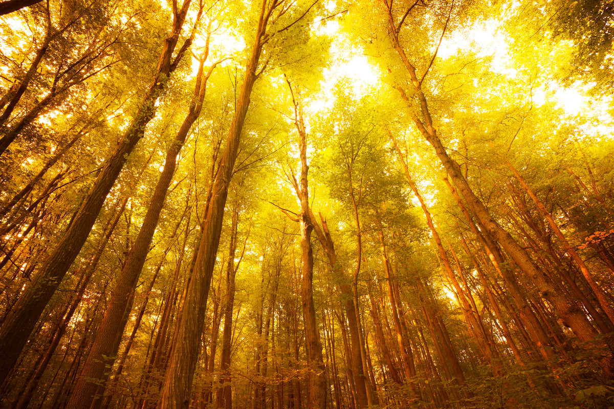 canvas-print-autumn-forest