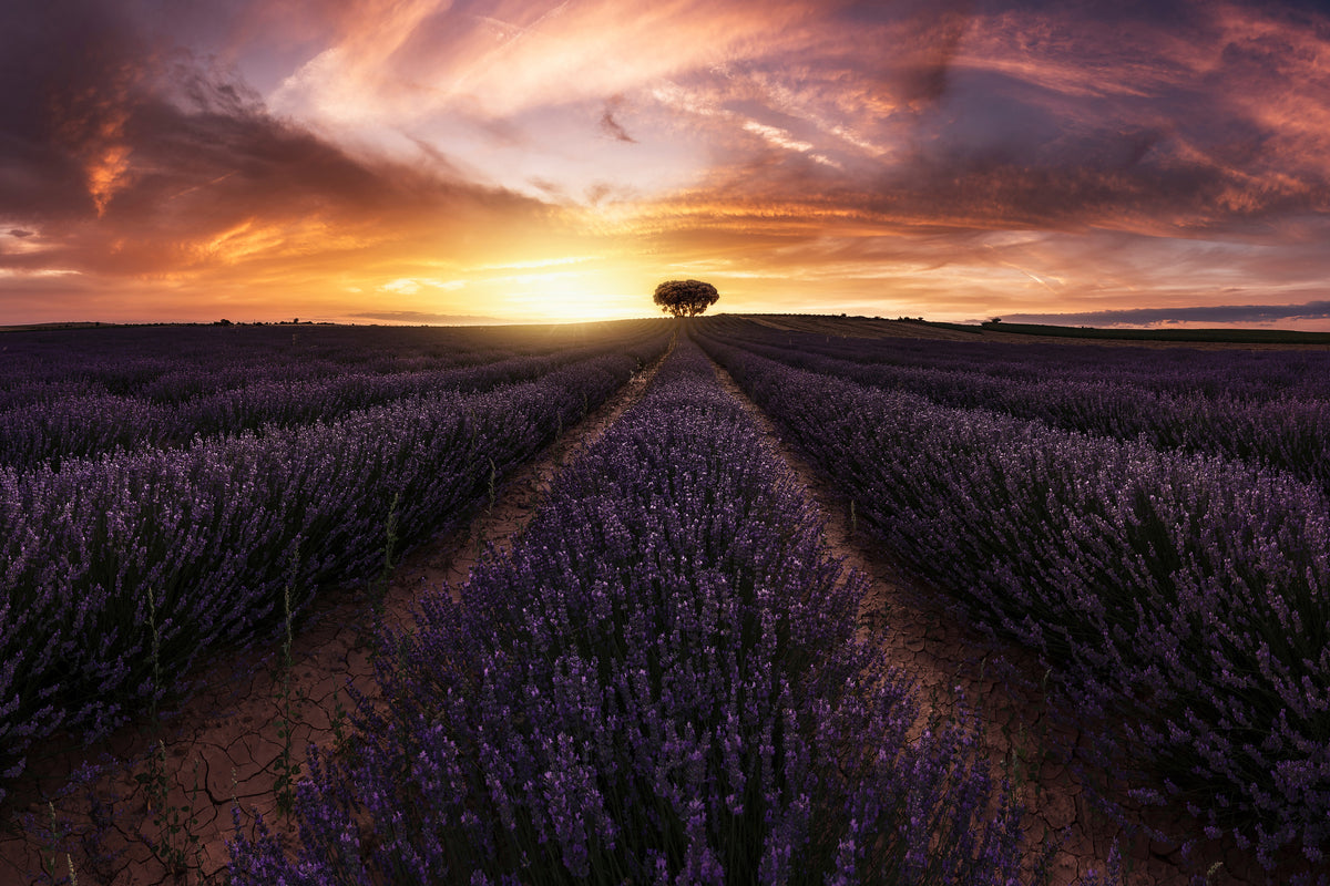 acrylic-print-lavender-sunset