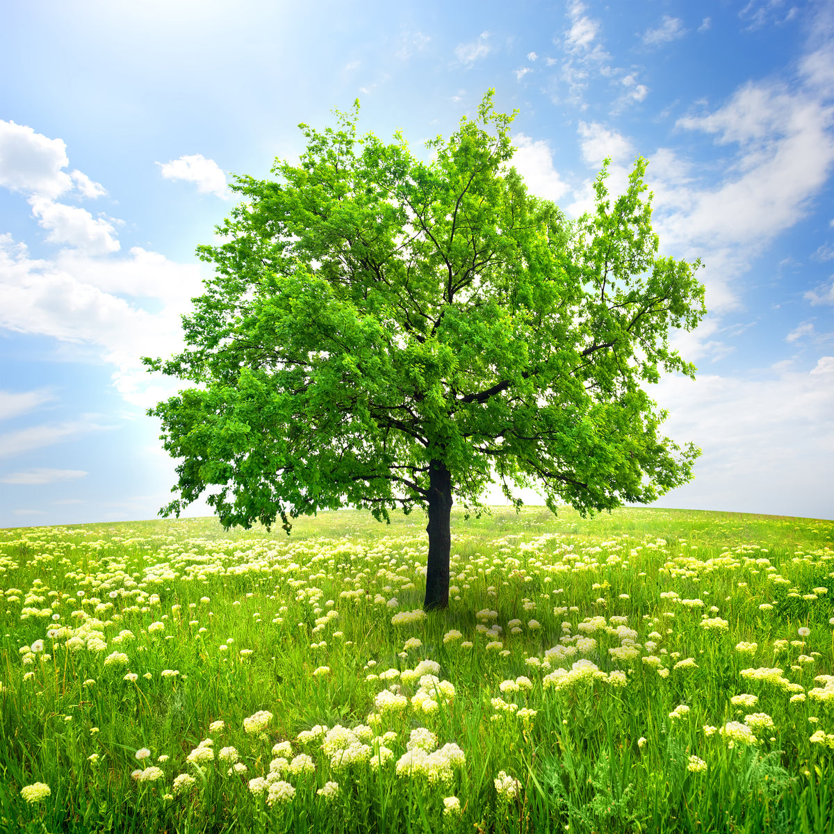 9-piece-canvas-print-the-tree