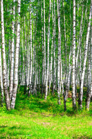 canvas-print-the-birch-forest-in-summer