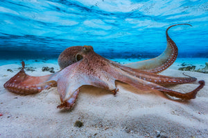 framedposter-print-octopus