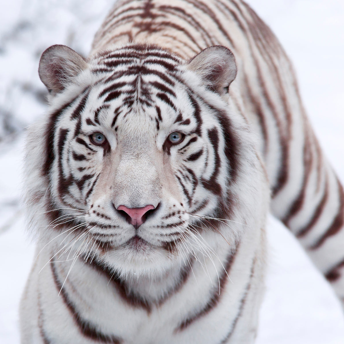 acrylic-print-the-king-tiger