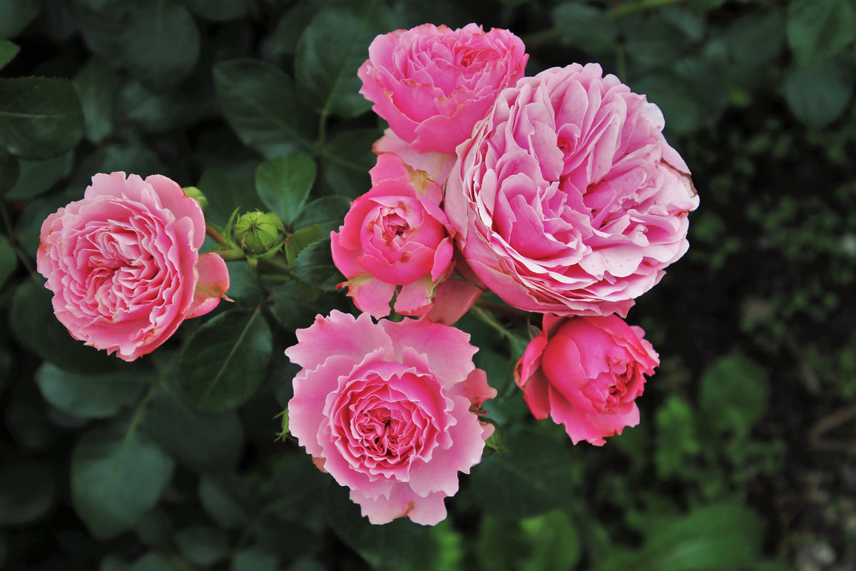 3-piece-aluminium-print-the-wild-roses-in-pink