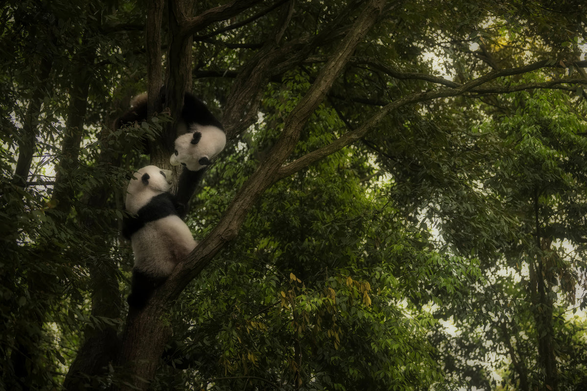 aluminium-print-panda-x
