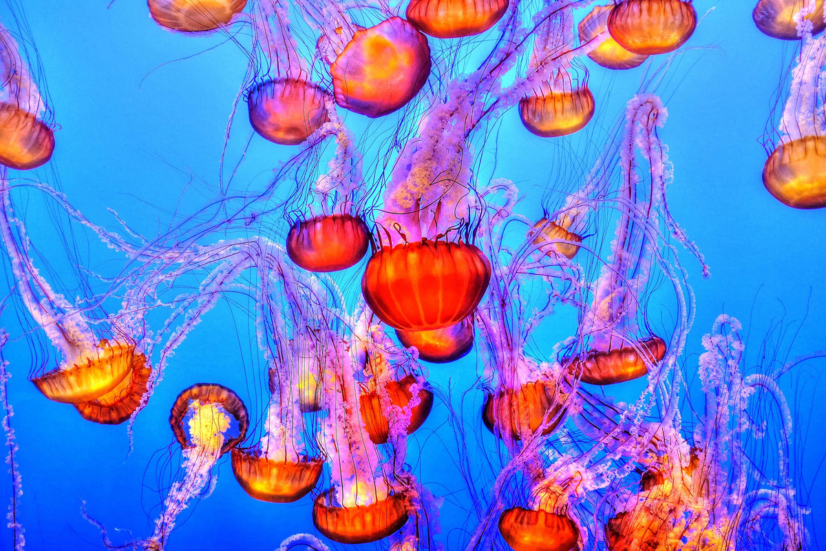framedcanvas-print-colorful-jellyfish