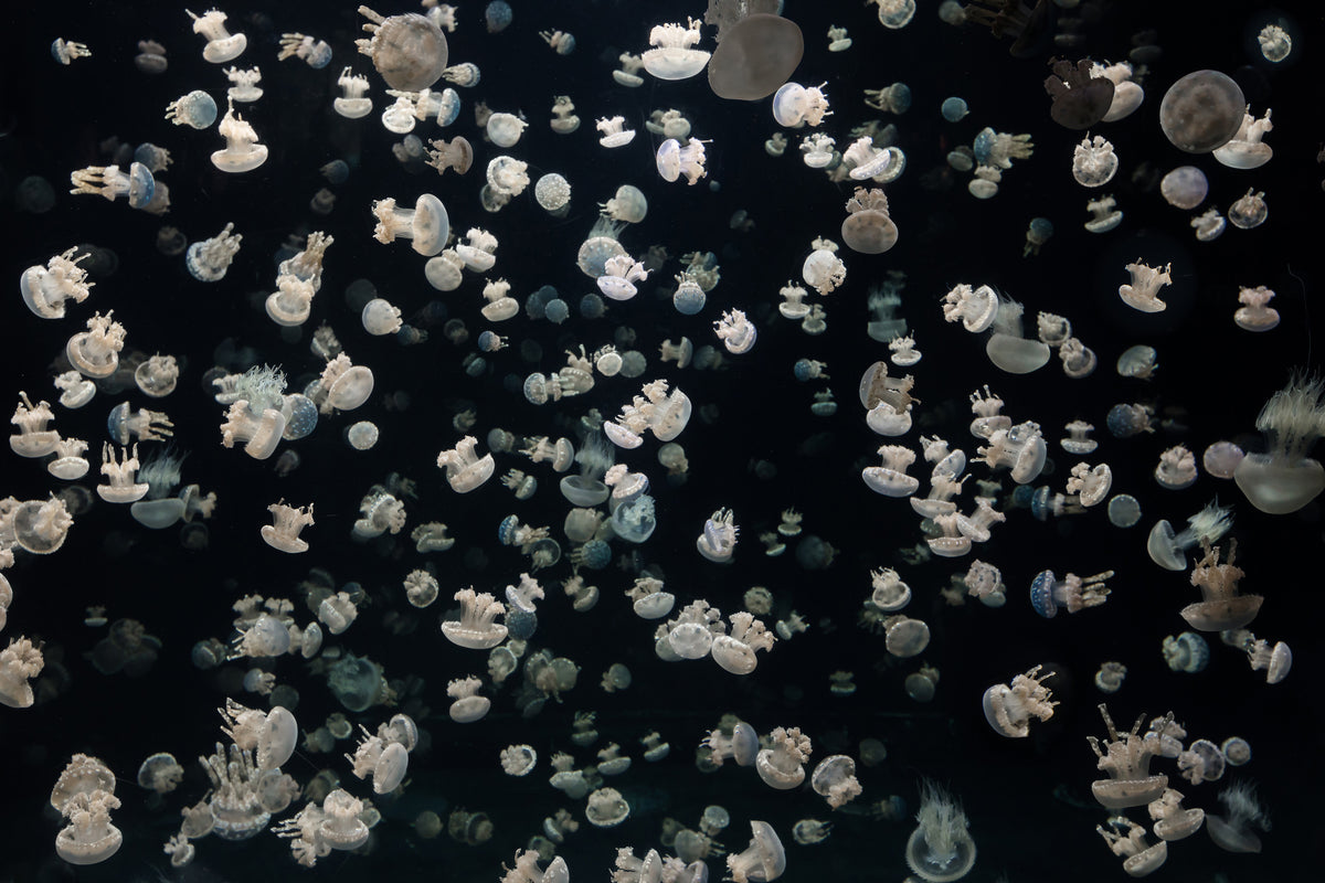 canvas-print-just-some-jellies