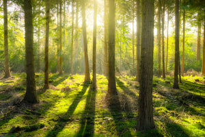 poster-print-in-the-middle-of-the-woods